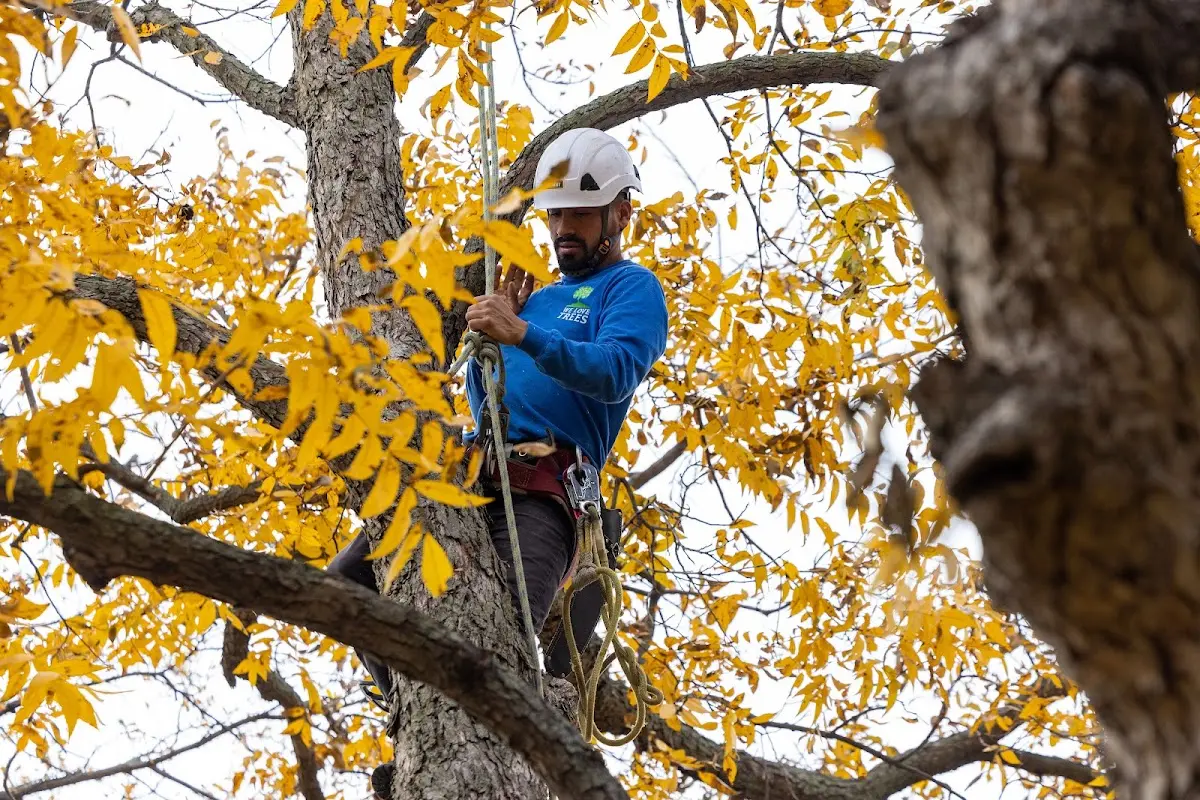 Skilled Tree Pruning crew working in Loon Lake