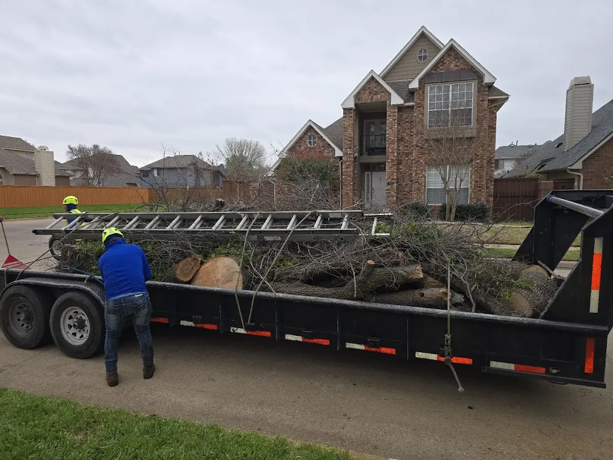 Expert Tree Pest Control with proper safety equipment in Loon Lake